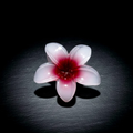 Floral Hair Clips for Women | Red - Sharjeel.pk